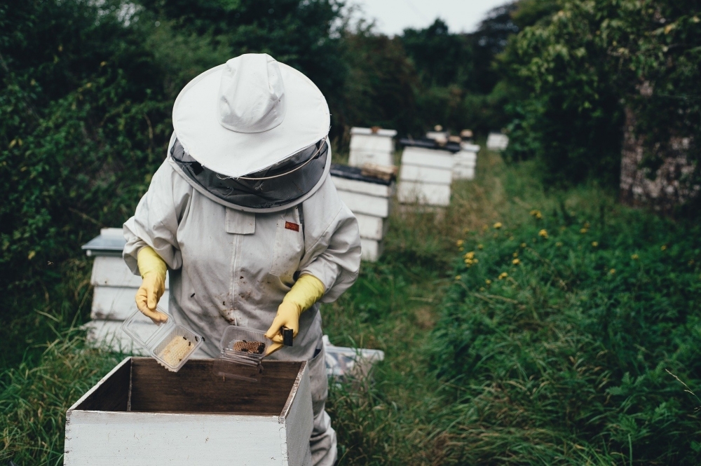 Réglementation apiculture - Commune de Boynes